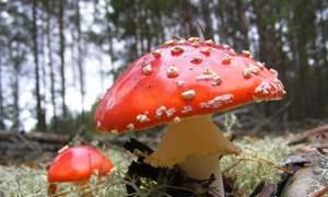Приснилось что ем грибы. К чему снится гриб. Во сне есть грибы
