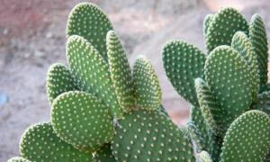 Экологические группы растений по отношении к влажности
