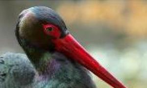 Kuşlar: Deri ve Türevleri: Genel Bilgi İç yapısı hakkında kısaca