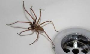 Знаци за пајаци - што значи да ги видите во куќата, во кујната, на таванот