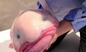 Blobfish: ត្រីដែលសោកសៅបំផុតនៅលើផែនដី