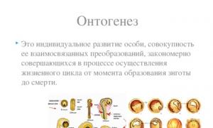 поскольку в ходе гаметогенеза специализация яйцеклеток и спермиев